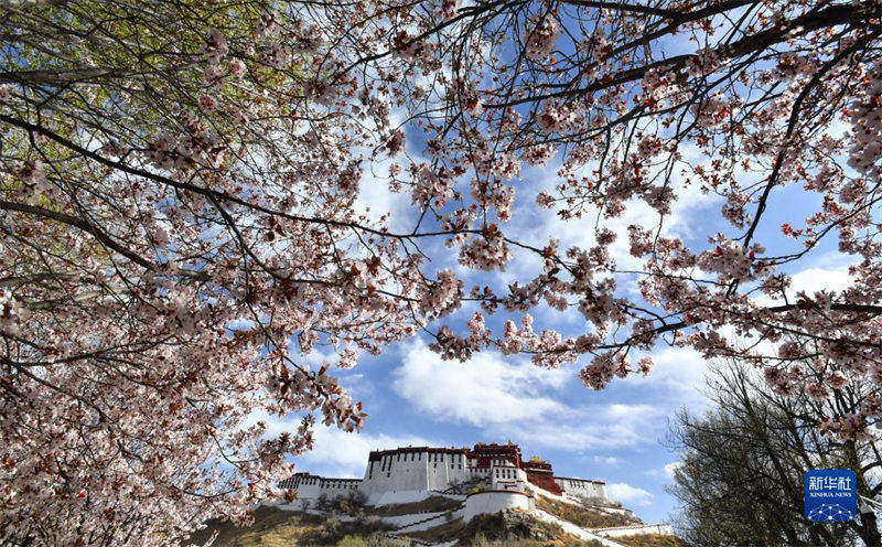 Tibet : Les fleurs en pleine éclosion autour du Palais du Potala de Lhassa