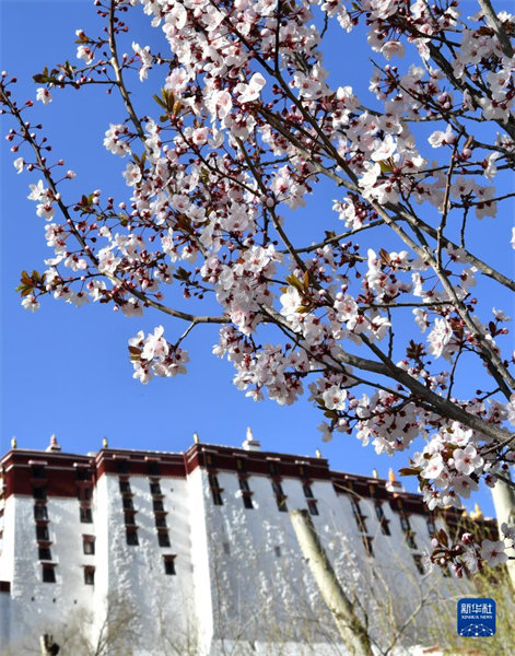 Tibet : Les fleurs en pleine éclosion autour du Palais du Potala de Lhassa