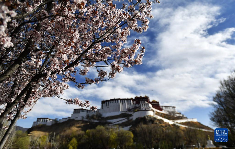 Tibet : Les fleurs en pleine éclosion autour du Palais du Potala de Lhassa