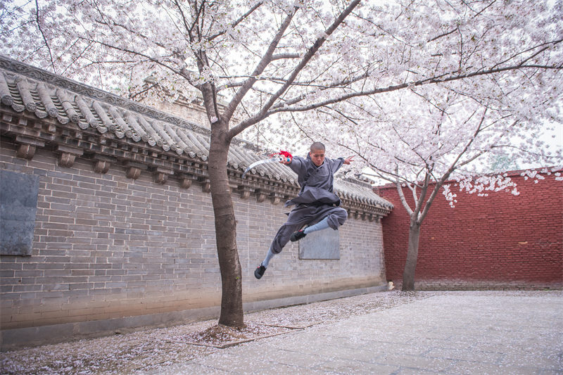 Les moines de Shaolin pratiquent les arts martiaux sous des cerisiers en fleurs