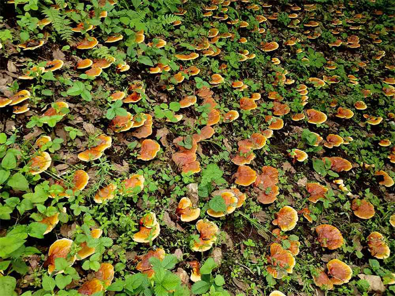 Tibet : Le Ganoderma lucidum devient le ? parapluie de la prospérité ? du peuple