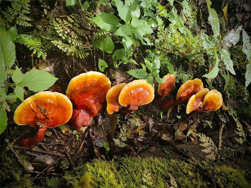 Tibet : Le Ganoderma lucidum devient le ? parapluie de la prospérité ? du peuple