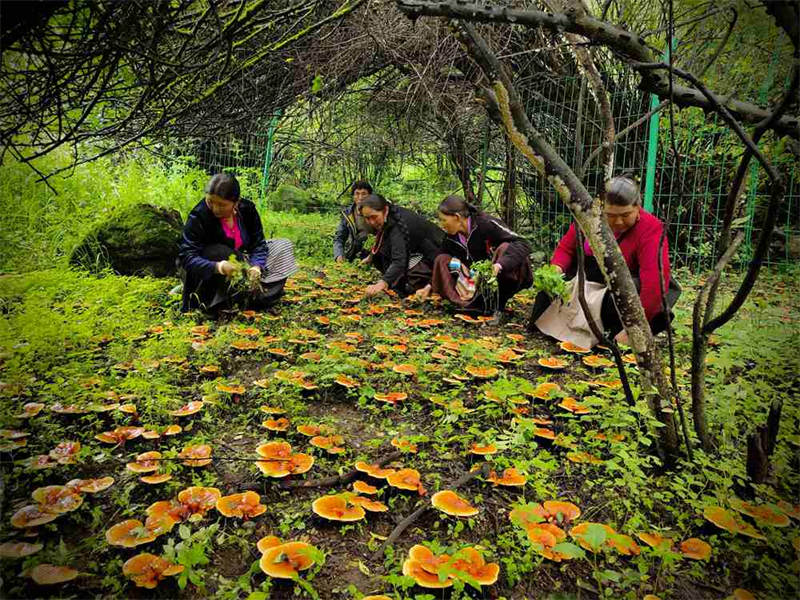 Tibet : Le Ganoderma lucidum devient le ? parapluie de la prospérité ? du peuple