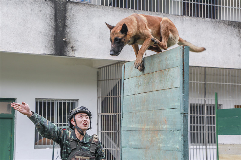 Guangxi : les formateurs de la police armée de Nanning effectuent un entra?nement intensif avec des chiens de police