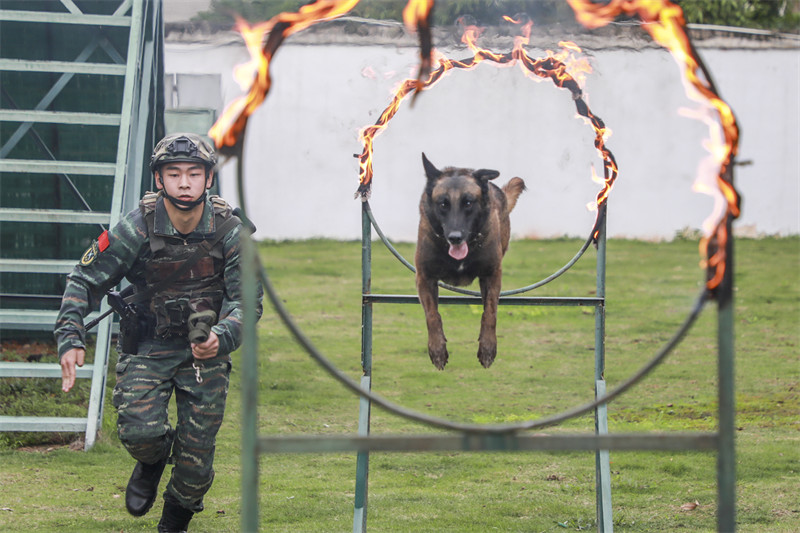 Guangxi : les formateurs de la police armée de Nanning effectuent un entra?nement intensif avec des chiens de police