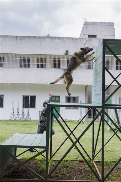 Guangxi : les formateurs de la police armée de Nanning effectuent un entra?nement intensif avec des chiens de police