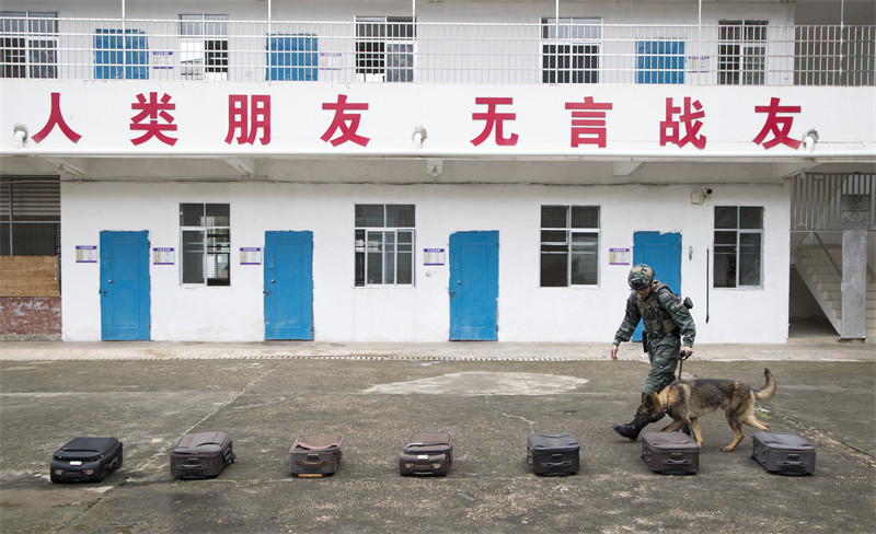 Guangxi : les formateurs de la police armée de Nanning effectuent un entra?nement intensif avec des chiens de police