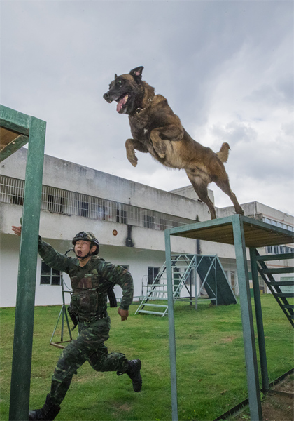 Guangxi : les formateurs de la police armée de Nanning effectuent un entra?nement intensif avec des chiens de police