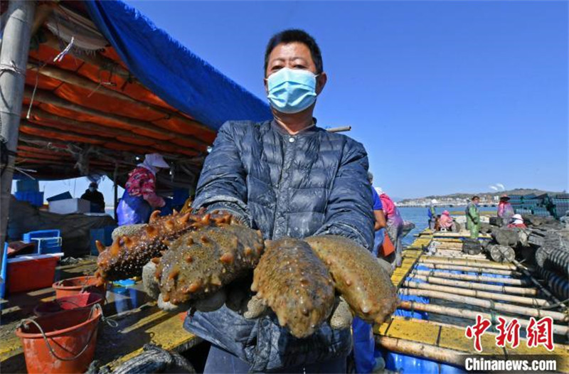 Fujian : la production bat son plein pendant la saison de la récolte des concombres de mer