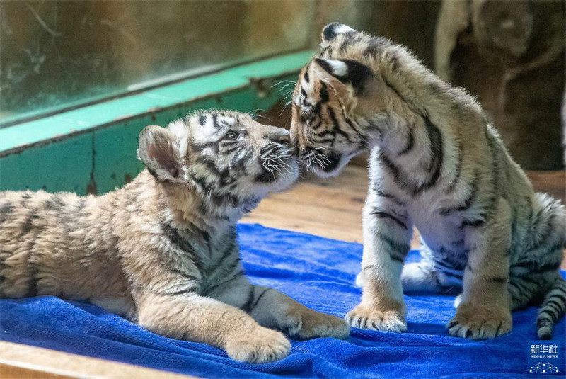 Une tigresse du Bengale accouche de quintuplés dans le parc animalier de Changlong à Guangzhou