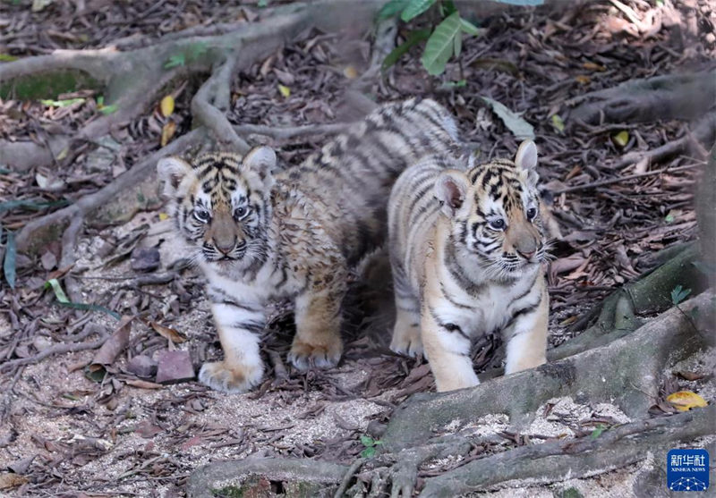 Une tigresse du Bengale accouche de quintuplés dans le parc animalier de Changlong à Guangzhou