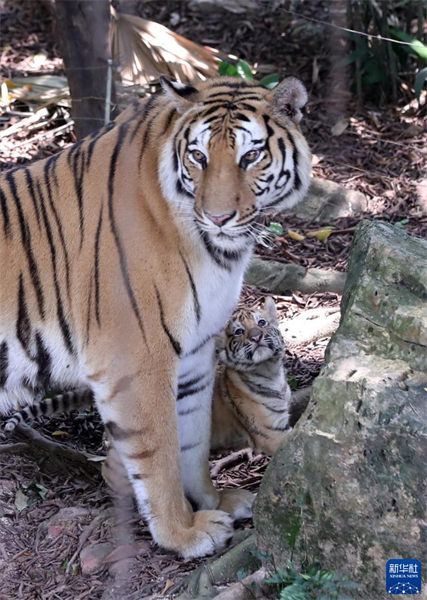 Une tigresse du Bengale accouche de quintuplés dans le parc animalier de Changlong à Guangzhou