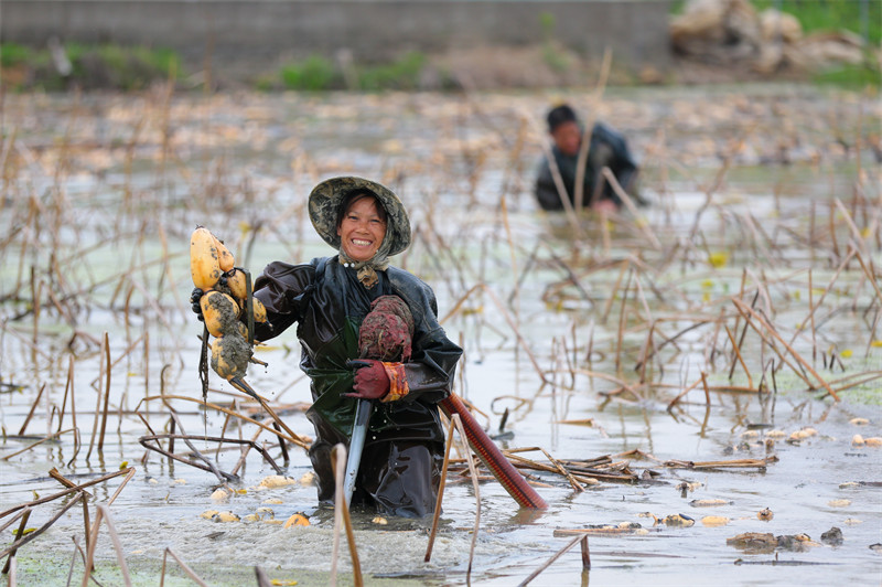 La récolte des racines de lotus biologiques à Ruichang, dans le Jiangxi