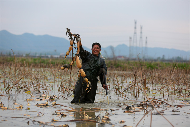 La récolte des racines de lotus biologiques à Ruichang, dans le Jiangxi