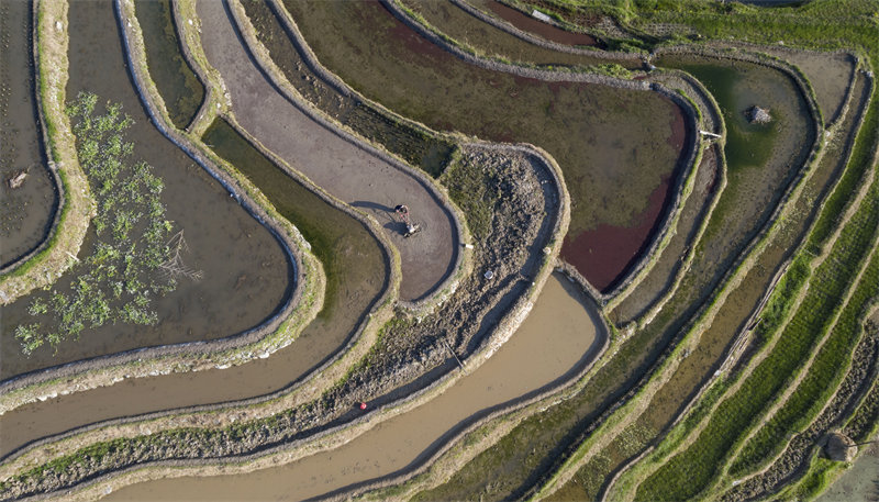 Les cultures en terrasses à Congjiang, dans la province du Guizhou