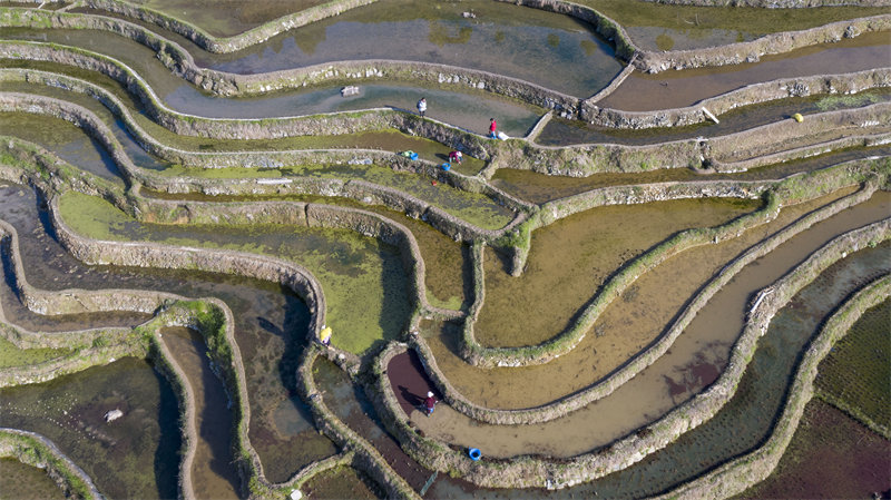 Les cultures en terrasses à Congjiang, dans la province du Guizhou