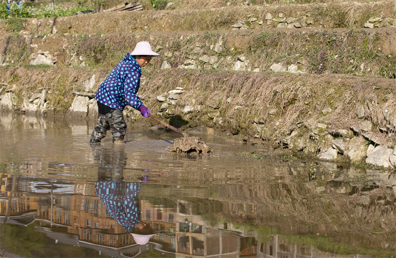 Les cultures en terrasses à Congjiang, dans la province du Guizhou