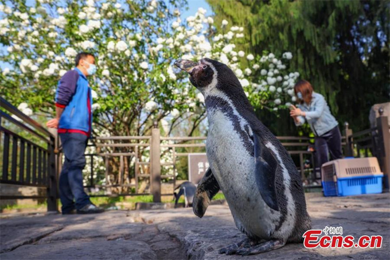 Jiangsu : les manchots de Humboldt profitent du soleil et des fleurs printanières à Nanjing