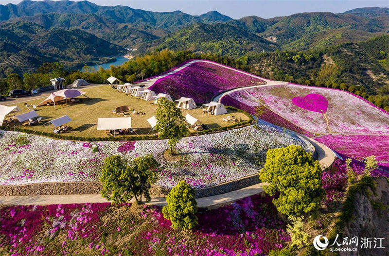 Zhejiang : la floraison abondante des Phlox subulata dessine un tapis de fleurs pittoresque