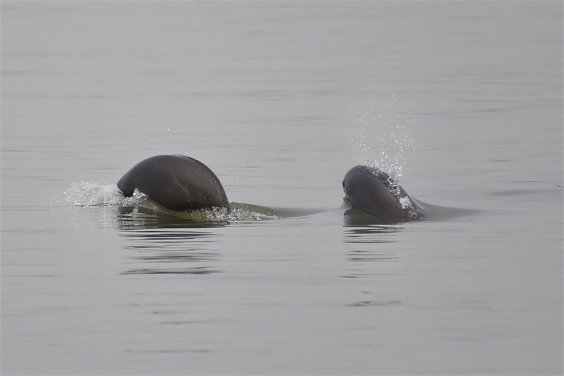 Nanjing : des marsouins aptères aper?us dans le fleuve du Yangtsé