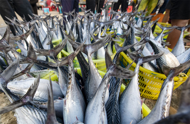 Hainan : une pêche fructueuse par un beau temps printanier