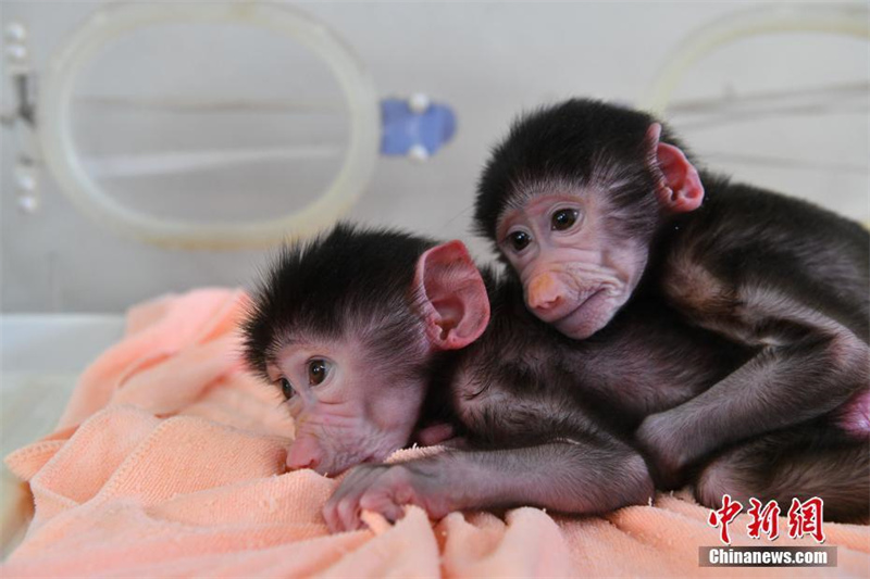 Deux bébés babouins nés dans le parc animalier du Yunnan