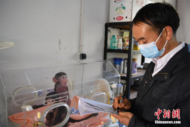 Deux bébés babouins nés dans le parc animalier du Yunnan