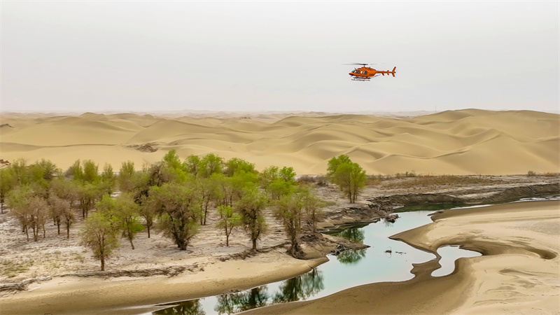 Xinjiang : les opérations de contr?le aérien mettent des ? vêtements de protection ? sur les forêts de peupliers