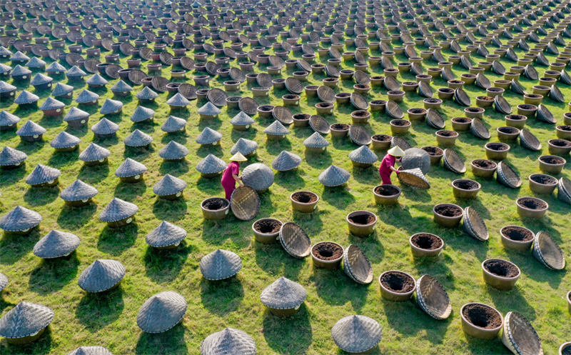 Sichuan : la production de sauce de soja sous le soleil du printemps à Luzhou