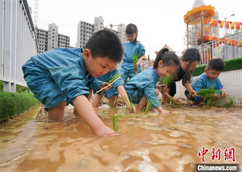 Des enfants apprennent le repiquage du riz dans le Jiangxi