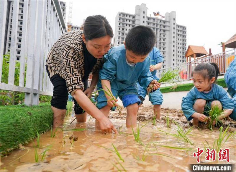 Des enfants apprennent le repiquage du riz dans le Jiangxi