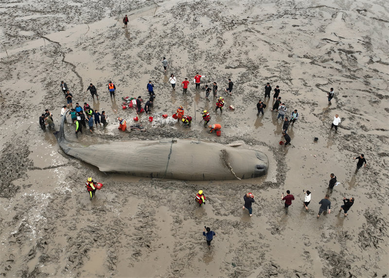 Chine : un cachalot échoué rendu avec succès à la mer après un sauvetage en relais de 20 heures