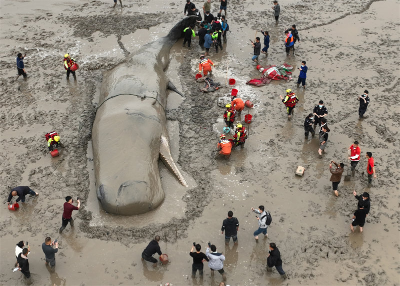 Chine : un cachalot échoué rendu avec succès à la mer après un sauvetage en relais de 20 heures