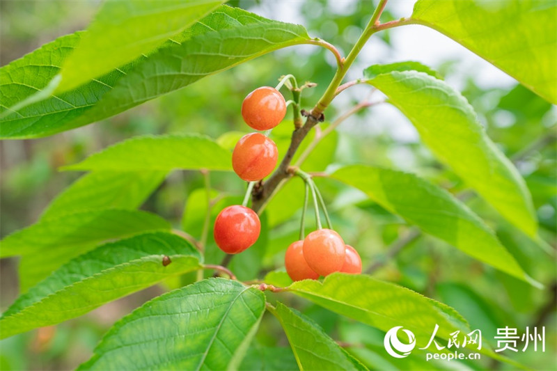 Guizhou : les cerises sont rouges et la vie est douce