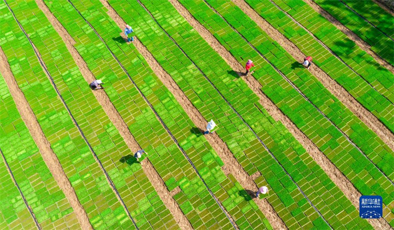 Le ? tissage ? dans les champs