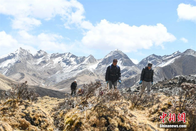 La cueillette des cordyceps a commencé au Tibet