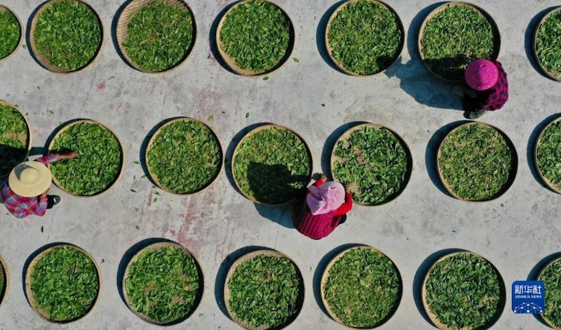 Sichuan : les terres arides dans les montagnes transformées en plantations de thé