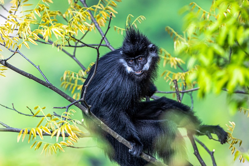 Chongqing : des langurs noirs profitent du soleil doux dans le mont Jinfo à Nanchuan