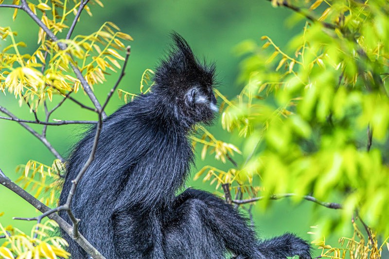 Chongqing : des langurs noirs profitent du soleil doux dans le mont Jinfo à Nanchuan