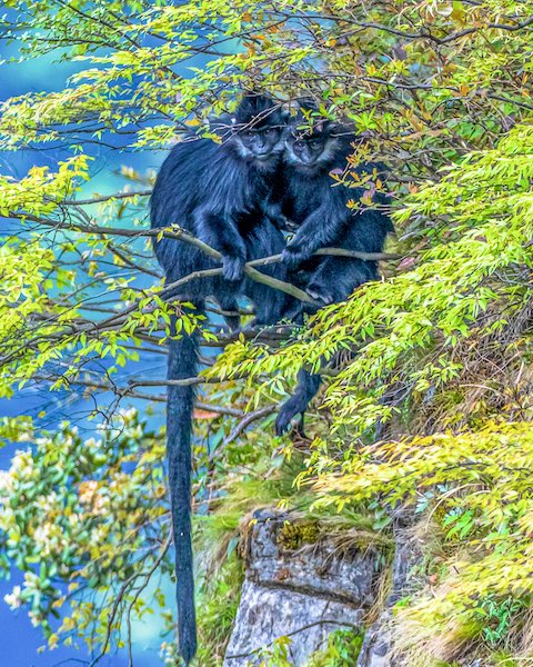 Chongqing : des langurs noirs profitent du soleil doux dans le mont Jinfo à Nanchuan