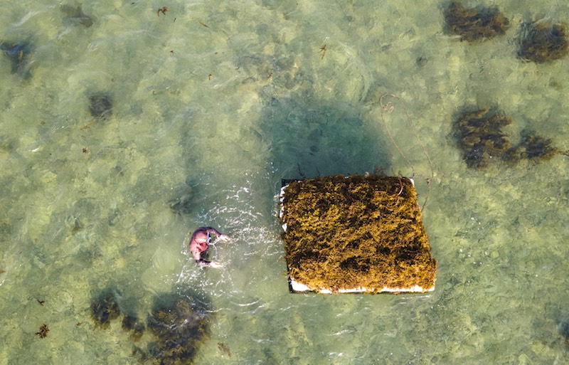 Hainan : le ramassage des sargasses sur les plages de Qionghai