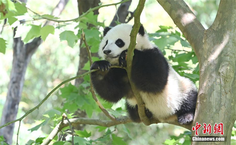 Un panda s'amuse sur un arbre dans le Sichuan