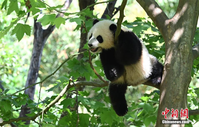 Un panda s'amuse sur un arbre dans le Sichuan