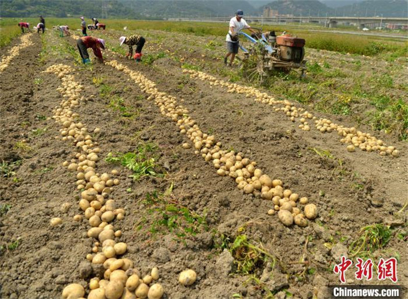 Le rendement de la nouvelle variété de pomme de terre ? Minshu n° 5 ? bat un record avec 3 692,8 kg par mu