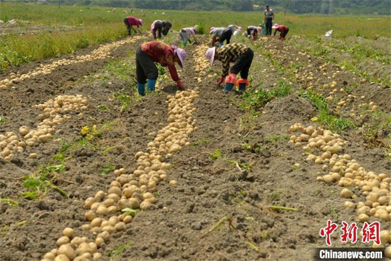 Le rendement de la nouvelle variété de pomme de terre ? Minshu n° 5 ? bat un record avec 3 692,8 kg par mu