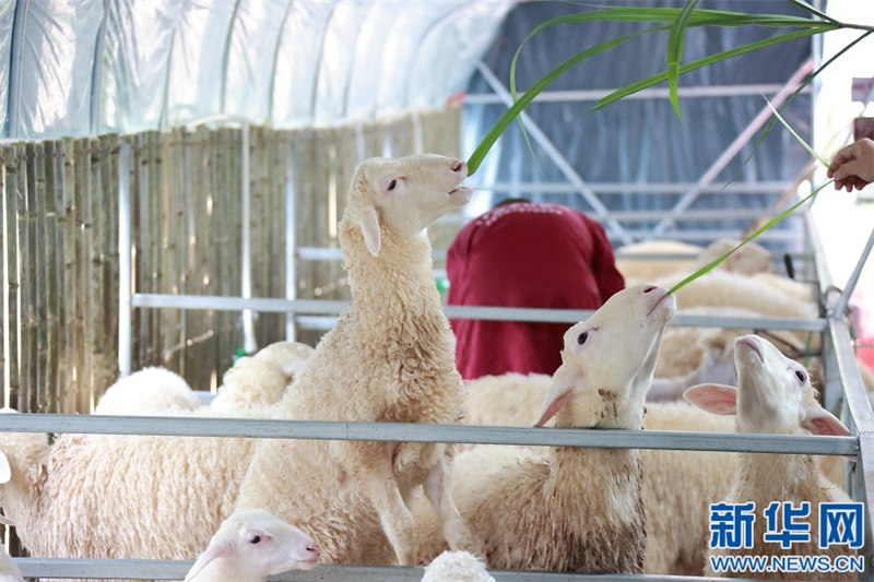 L'élevage des moutons donne un nouvel espoir d'enrichissement aux agriculteurs 