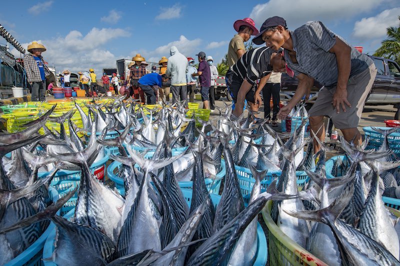 Hainan : le moratoire sur la pêche approche et la pêche bat son plein à Qionghai