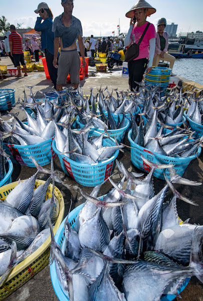 Hainan : le moratoire sur la pêche approche et la pêche bat son plein à Qionghai