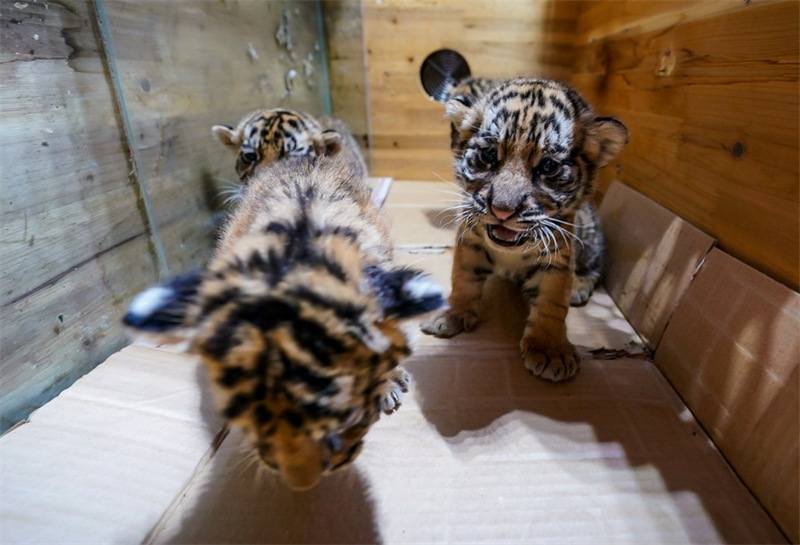 Chine : des quadruplés tigres de Sibérie dans un parc animalier au Yunnan