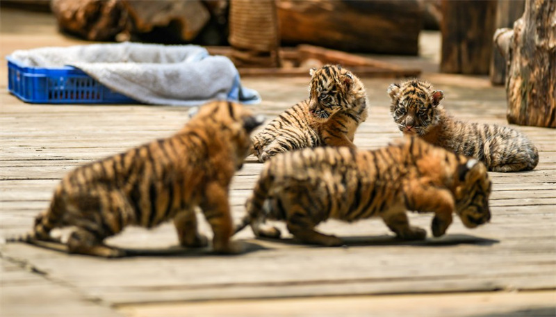 Chine : des quadruplés tigres de Sibérie dans un parc animalier au Yunnan